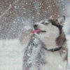 Cute Winter Dog Diamond Paintings