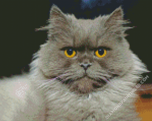 Fluffy Grey Cat Diamond Paintings