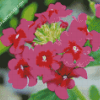 Pink Vervain Flowers Diamond Paintings