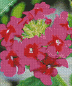 Pink Vervain Flowers Diamond Paintings