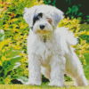 White Tibetan Terrier In Garden Diamond Paintings