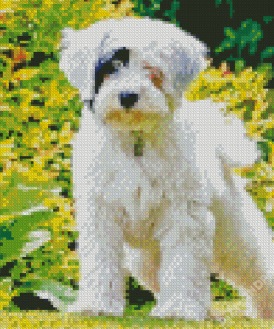 White Tibetan Terrier In Garden Diamond Paintings