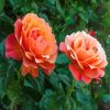 Orange Floribundas Diamond Paintings