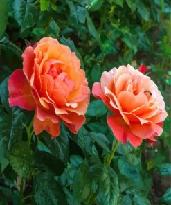 Orange Floribundas Diamond Paintings