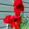 Beautiful Red Gladiola Diamond Paintings