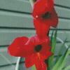 Beautiful Red Gladiola Diamond Paintings