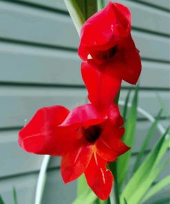 Beautiful Red Gladiola Diamond Paintings