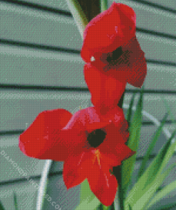 Beautiful Red Gladiola Diamond Paintings