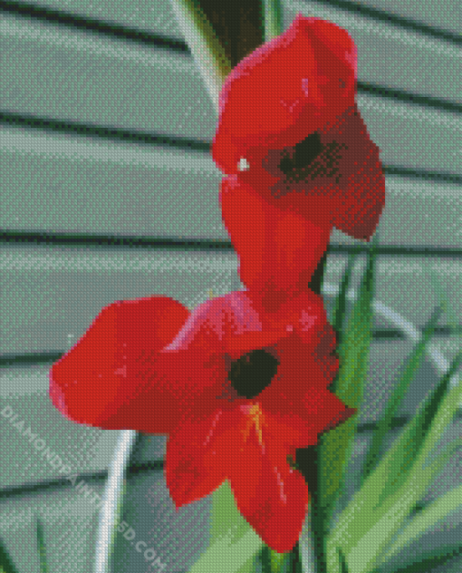 Beautiful Red Gladiola Diamond Paintings