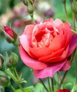 Blooming Floribunda Diamond Paintings