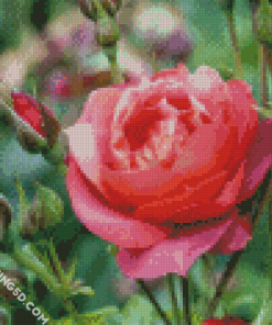 Blooming Floribunda Diamond Paintings