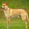 Carolina Dog Diamond Paintings