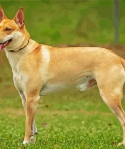 Carolina Dog Diamond Paintings