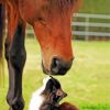 Cat And Horse In Farm Diamond Paintings