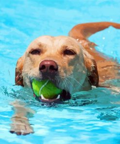 Dog Playing In Pool Diamond Paintings