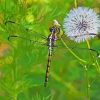 Dragonfly And Dandelion Diamond Paintings