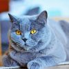 Cute Fluffy Grey Cat Diamond Paintings