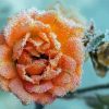 Frozen Peach Roses Diamond Paintings