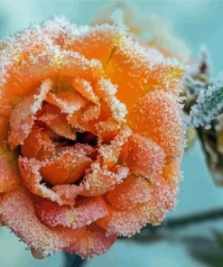 Frozen Peach Roses Diamond Paintings