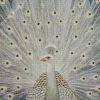 White Peacock Bird Diamond Paintings