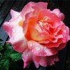 Roses With Rain Drops Diamond Paintings