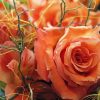 Peach Roses Flowers Diamond Paintings