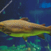 Aesthetic Brown Trout Diamond Paintings