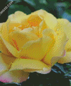 Beautiful Peace Roses Diamond Paintings