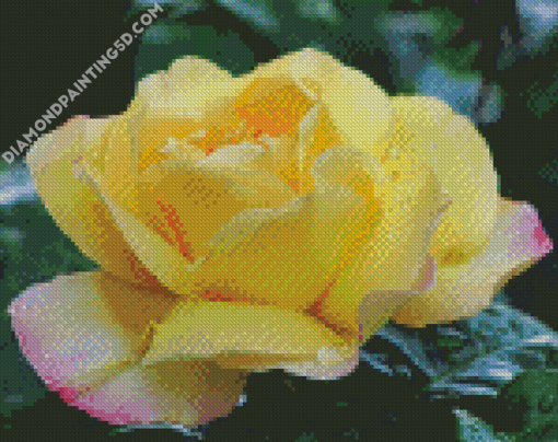 Beautiful Peace Roses Diamond Paintings