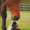 Cat And Horse In Farm Diamond Paintings