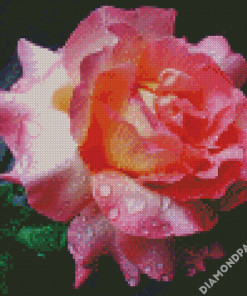 Roses With Rain Drops Diamond Paintings