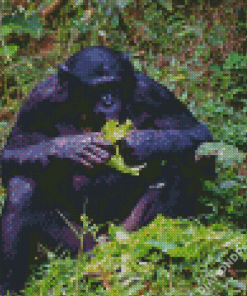 Bonobo Monkey Eating Diamond Paintings