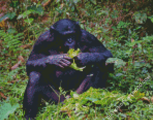 Bonobo Monkey Eating Diamond Paintings