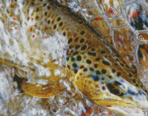 Brown Trout Fish In Water Diamond Paintings