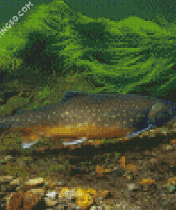 Brown Trout Underwater Diamond Paintings