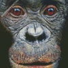 Close Up Bonobo Face Diamond Paintings