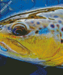 Close Up Brown Trout Fish Diamond Paintings