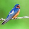 Swallow On Branch Diamond Paintings