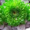 Aesthetic Green Flowers Diamond Paintings