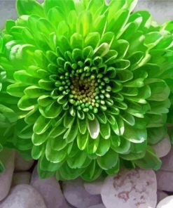 Aesthetic Green Flowers Diamond Paintings