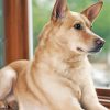 Aesthetic Carolina Dog Diamond Paintings