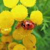 Ant And Ladybug On Flower Diamond Paintings