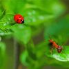 Ant And Ladybug On Leaves Diamond Paintings