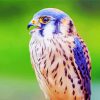 Beautiful Kestrel Bird Diamond Paintings