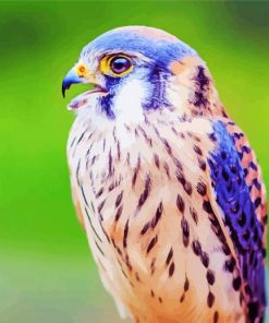 Beautiful Kestrel Bird Diamond Paintings