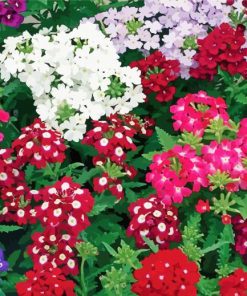 Beautiful Colorful Verbena Flowers Diamond Paintings