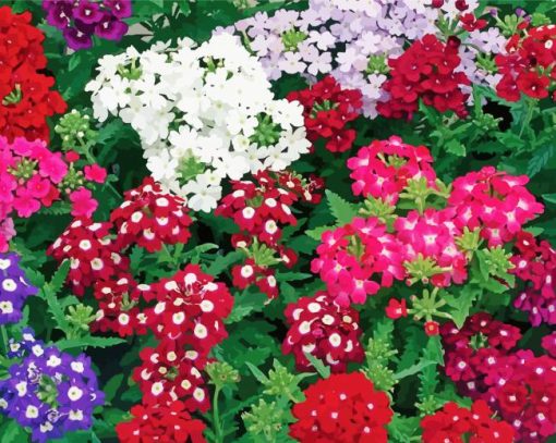 Beautiful Colorful Verbena Flowers Diamond Paintings