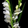 Beautiful White Gladiola Diamond Paintings