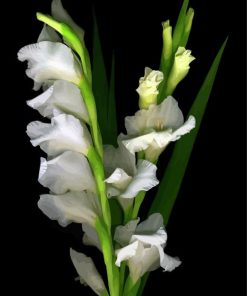 Beautiful White Gladiola Diamond Paintings