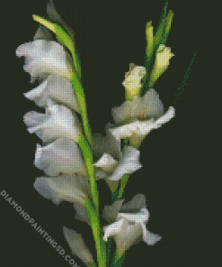 Beautiful White Gladiola Diamond Paintings